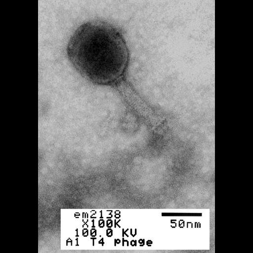  NCBI Organism:Enterobacteria phage T4; Cell Components:, , ;