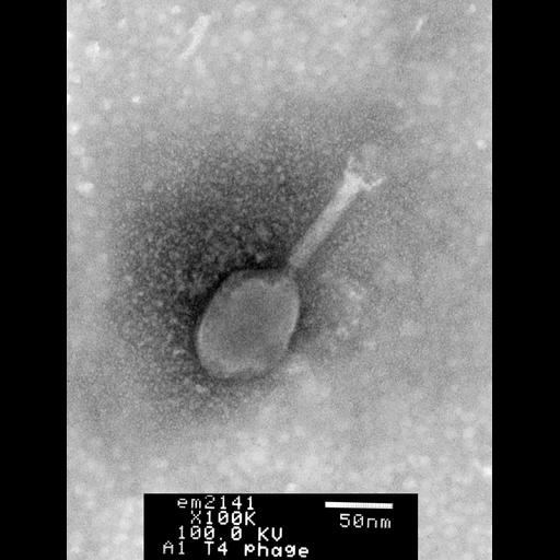  NCBI Organism:Enterobacteria phage T4; Cell Components:, , ;