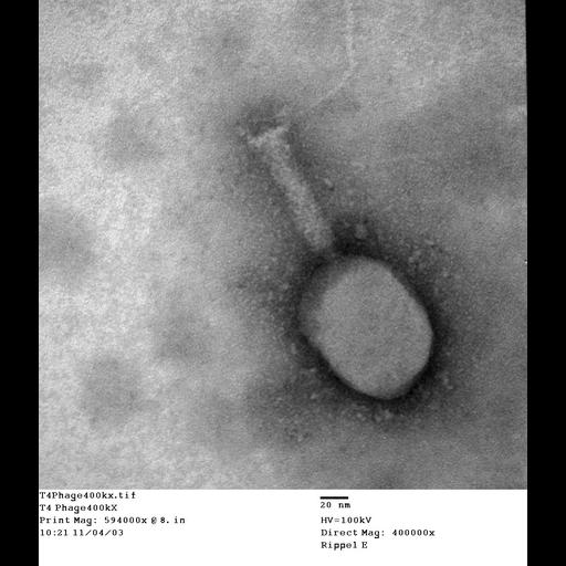  NCBI Organism:Enterobacteria phage T4; Cell Components:, , ;