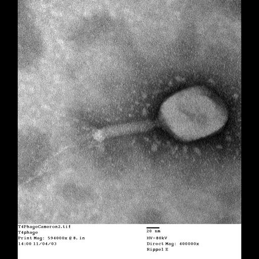  NCBI Organism:Enterobacteria phage T4; Cell Components:, , ;