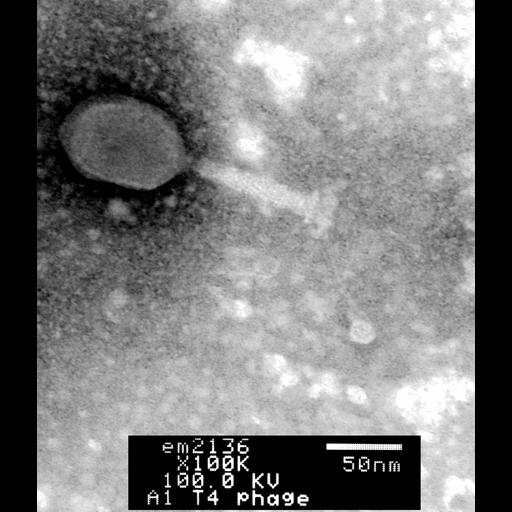  NCBI Organism:Enterobacteria phage T4; Cell Components:, , ;