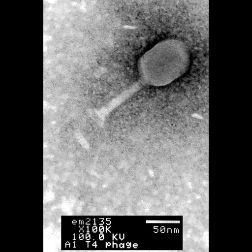  NCBI Organism:Enterobacteria phage T4; Cell Components:, , ;