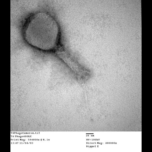  NCBI Organism:Enterobacteria phage T4; Cell Components:, , ;