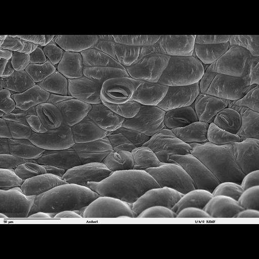  Biological process:regulation of respiratory gaseous exchange