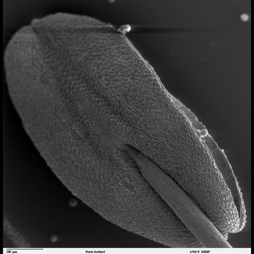  Cell Components:cell surface Biological process:pollen development, anther morphogenesis;