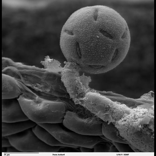  Biological process:pollen adhesion