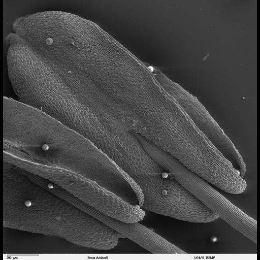  Cell Components:pollen coat Biological process:anther development