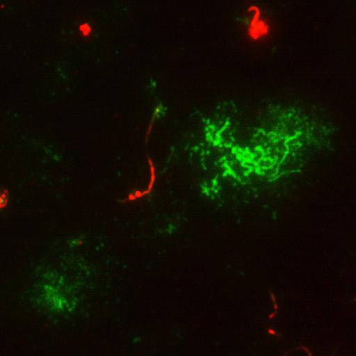  NCBI Organism:Canis lupus familiaris; Cell Types:epithelial cell Cell Components:primary cilium, , ;