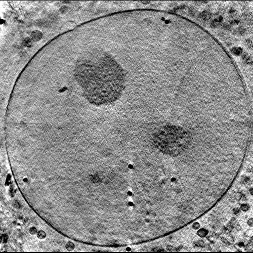  NCBI Organism:Mus musculus; Cell Components:nucleus, nucleolus, , nuclear envelope; Biological process:cytoplasm organization