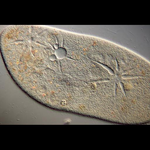  NCBI Organism:Paramecium; Cell Components:contractile vacuole Biological process:contractile vacuole discharge