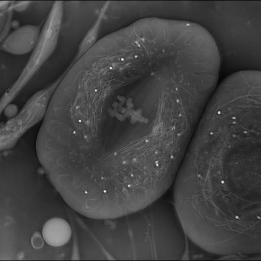  Cell Types:spermatocyte Cell Components:nuclear chromosome, spindle; Biological process:meiosis