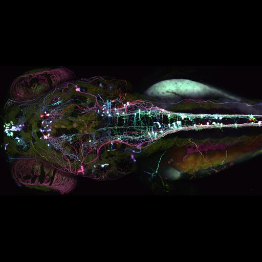  NCBI Organism:Danio rerio; Cell Types:neuron Cell Components:neuron projection