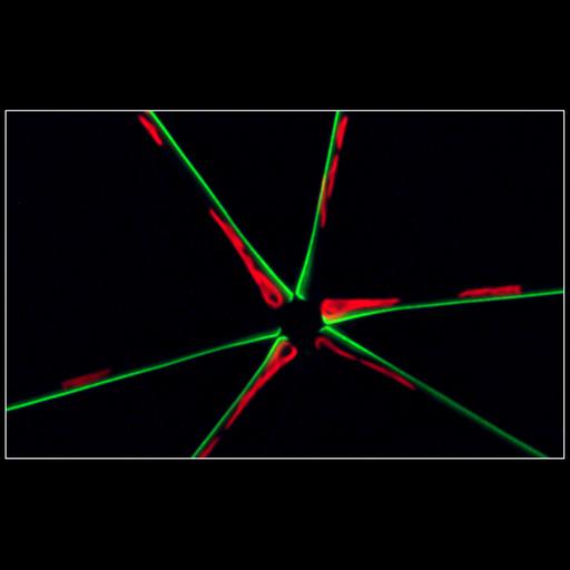  Cell Components:, ;