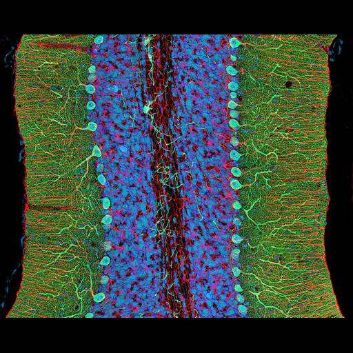  NCBI Organism:Rattus; Cell Types:, glial cell; Cell Components:neuron projection, neuronal cell body, nucleus;