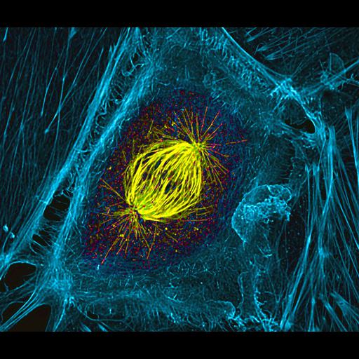  NCBI Organism:Sus scrofa domestica; Cell Types:epithelial cell Cell Components:spindle, actin cytoskeleton; Biological process:mitosis