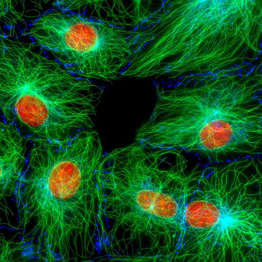  NCBI Organism:Mus musculus; Cell Types:fibroblast Cell Components:nucleus, microtubule cytoskeleton;