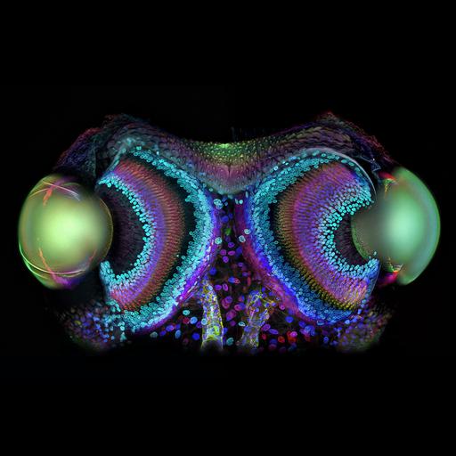  NCBI Organism:Phalangium opilio; Cell Components:cell surface