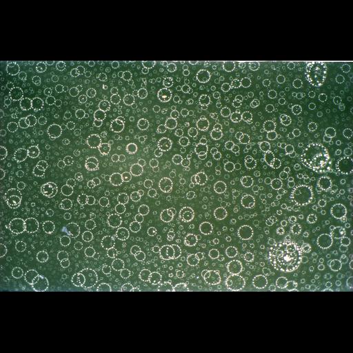  NCBI Organism:Mus musculus; Cell Components:cell surface Biological process:induction of apoptosis, cellular response to nutrient levels, ;