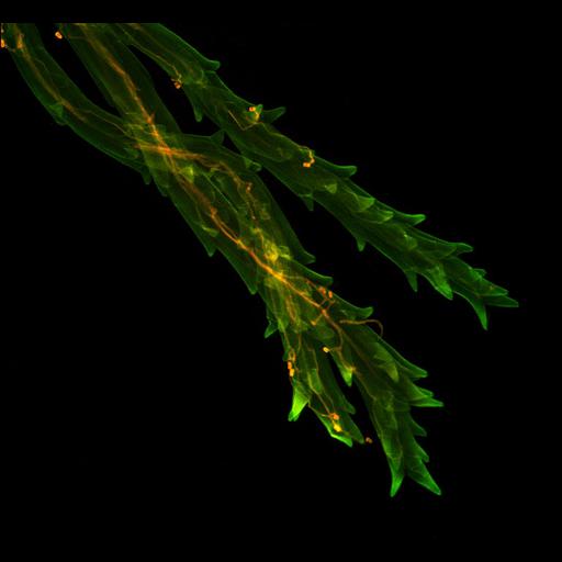  NCBI Organism:Claviceps, Triticum aestivum, ; Cell Types:fungal cell Cell Components:, , ;