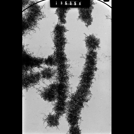  NCBI Organism:Cricetulus griseus; Cell Types:, epithelial cell; Cell Components:nuclear chromosome Biological process:chromosome organization, mitotic metaphase, mitosis;