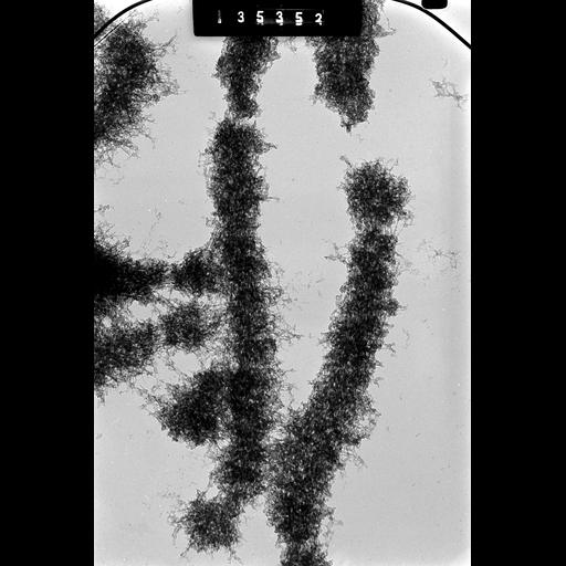  NCBI Organism:Cricetulus griseus; Cell Types:, epithelial cell; Cell Components:nuclear chromosome Biological process:chromosome organization, mitotic metaphase, mitosis;