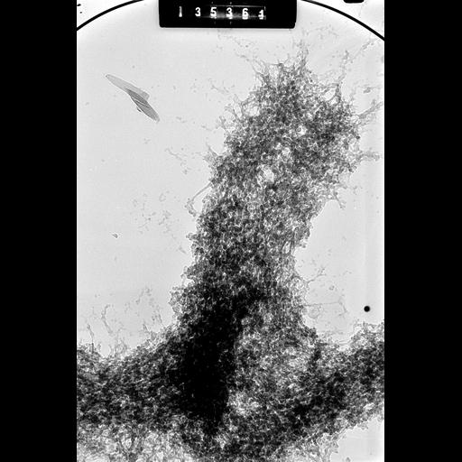  NCBI Organism:Cricetulus griseus; Cell Types:, epithelial cell; Cell Components:nuclear chromosome Biological process:chromosome organization, mitotic metaphase, mitosis;