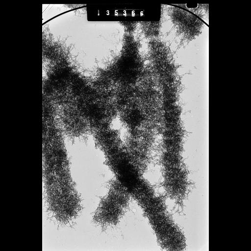  NCBI Organism:Cricetulus griseus; Cell Types:, epithelial cell; Cell Components:nuclear chromosome Biological process:chromosome organization, mitotic metaphase, mitosis;