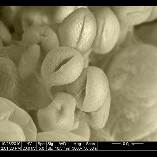  NCBI Organism:Galium odoratum; Cell Components:pollen coat