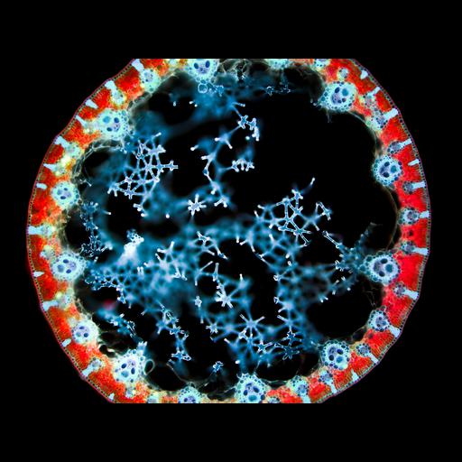  NCBI Organism:Juncus; Biological process:leaf morphogenesis