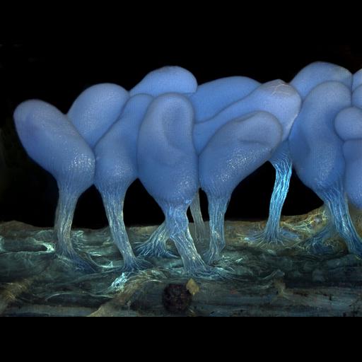  NCBI Organism:Arcyria stipata; Biological process:plant-type spore development