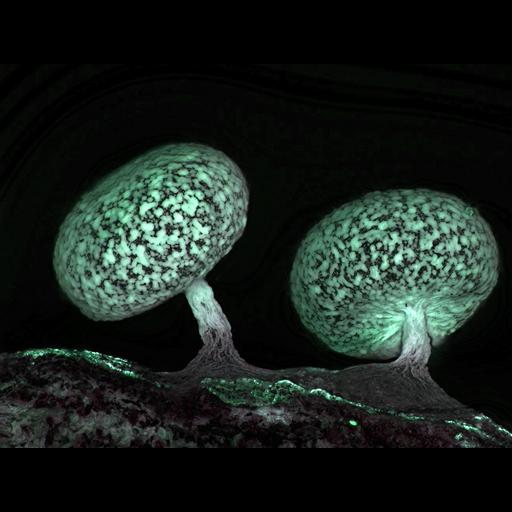  Biological process:plant-type spore development