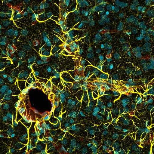  NCBI Organism:Rattus; Cell Types:astrocyte Cell Components:nucleus, ; Biological process:cerebral cortex development