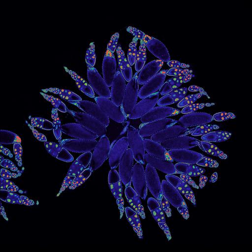  NCBI Organism:Drosophila melanogaster; Cell Components:nucleus