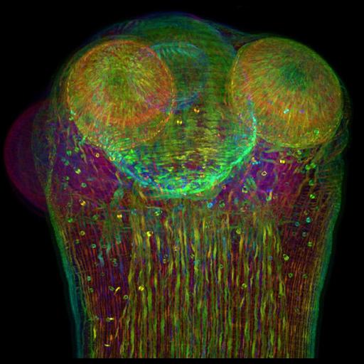  NCBI Organism:Hymenolepis microstoma; Cell Components:actin cytoskeleton Biological process:actin cytoskeleton organization