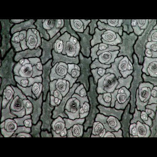  Cell Types:epidermal cell Biological process:epidermis morphogenesis