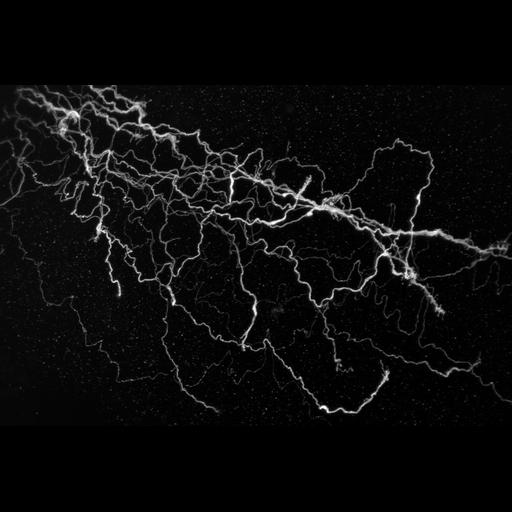  NCBI Organism:Gallus gallus; Cell Types:interneuron Cell Components:neuron projection Biological process:axon guidance