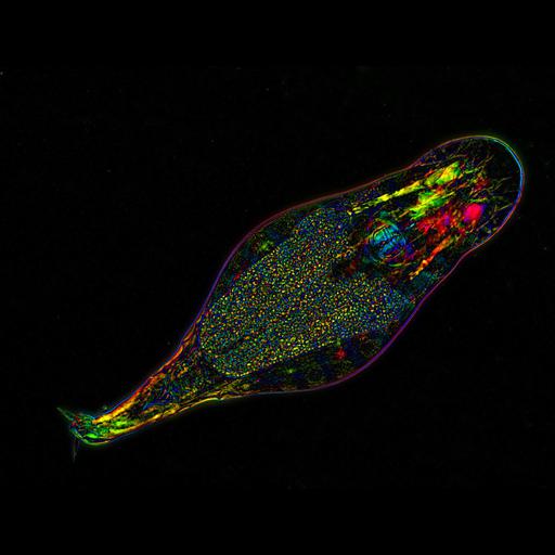  NCBI Organism:Philodina roseola; Cell Types:muscle cell, egg, oocyte; Cell Components:, nucleus; Biological process:organelle organization