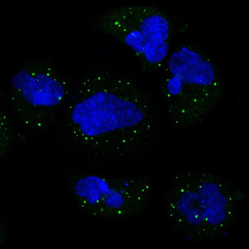  NCBI Organism:Homo sapiens; Cell Components:vesicle, nucleus; Biological process:organelle organization, cytoskeleton organization;