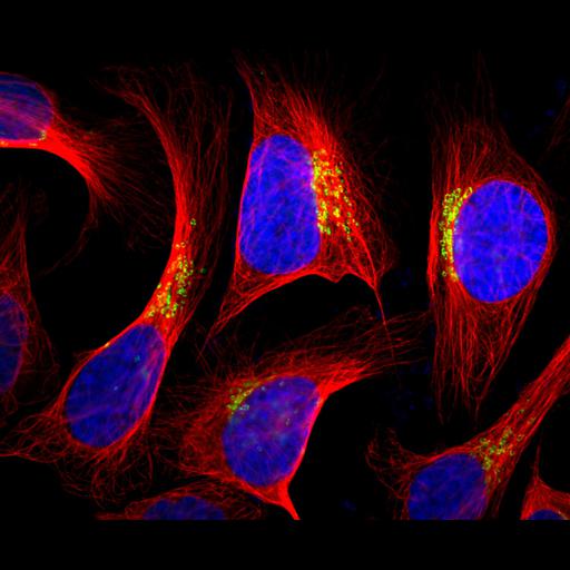  NCBI Organism:Homo sapiens; Cell Components:Golgi apparatus, nucleus, microtubule cytoskeleton; Biological process:organelle organization, cytoskeleton organization;