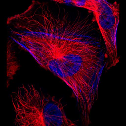  NCBI Organism:Homo sapiens; Cell Components:nucleus, microtubule cytoskeleton, actin cytoskeleton; Biological process:organelle organization, cytoskeleton organization;