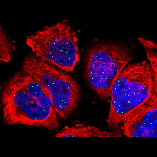  NCBI Organism:Homo sapiens; Cell Components:nucleus, microtubule cytoskeleton, ; Biological process:organelle organization, cytoskeleton organization;