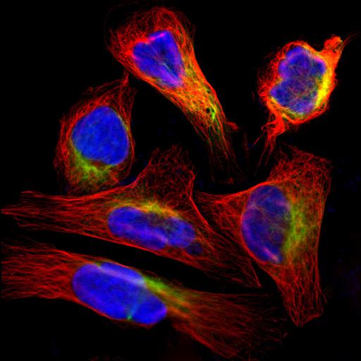  NCBI Organism:Homo sapiens; Cell Components:intermediate filament cytoskeleton, nucleus, microtubule cytoskeleton; Biological process:organelle organization, cytoskeleton organization;