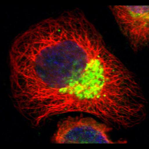  NCBI Organism:Homo sapiens; Cell Components:plasma membrane, Golgi apparatus, nucleus, microtubule cytoskeleton; Biological process:organelle organization, cytoskeleton organization;