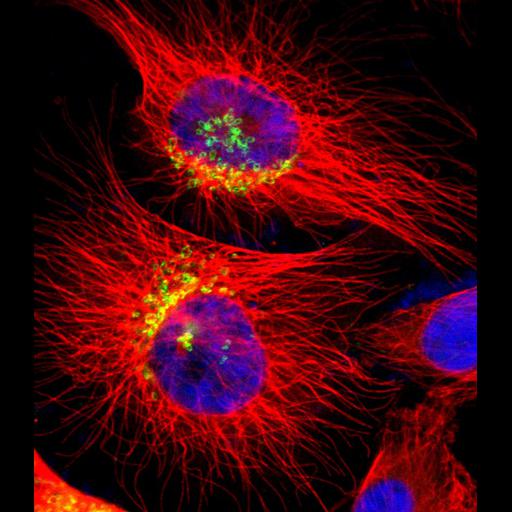  NCBI Organism:Homo sapiens; Cell Components:nucleus, microtubule cytoskeleton, Golgi apparatus; Biological process:organelle organization, cytoskeleton organization;