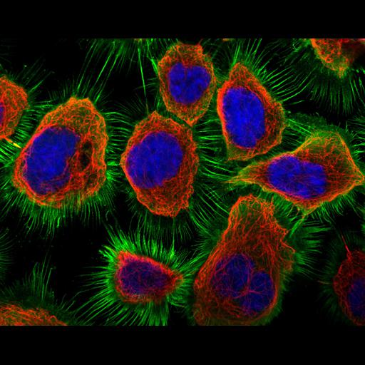  NCBI Organism:Homo sapiens; Cell Components:plasma membrane, nucleolus, nucleus, microtubule cytoskeleton; Biological process:organelle organization, cytoskeleton organization;