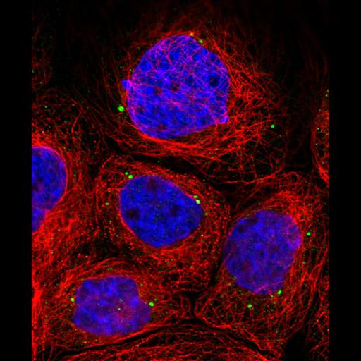  NCBI Organism:Homo sapiens; Cell Components:vesicle, nucleus, microtubule cytoskeleton; Biological process:organelle organization, cytoskeleton organization;