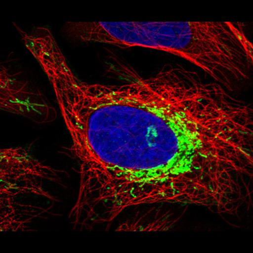  NCBI Organism:Homo sapiens; Cell Components:mitochondrion, microtubule cytoskeleton, nucleus; Biological process:organelle organization, cytoskeleton organization;