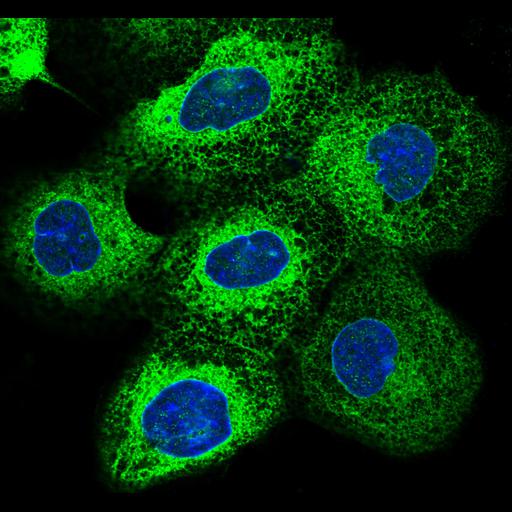  NCBI Organism:Homo sapiens; Cell Components:endoplasmic reticulum, nucleus; Biological process:organelle organization, cytoskeleton organization;