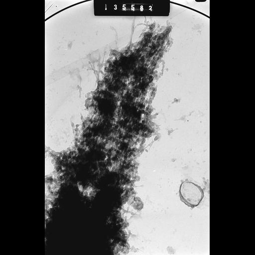  NCBI Organism:Cricetulus griseus; Cell Components:nuclear chromosome Biological process:mitosis, mitotic metaphase, chromosome organization;