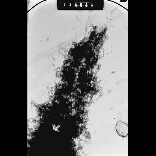  NCBI Organism:Cricetulus griseus; Cell Components:nuclear chromosome Biological process:mitosis, mitotic metaphase, chromosome organization;